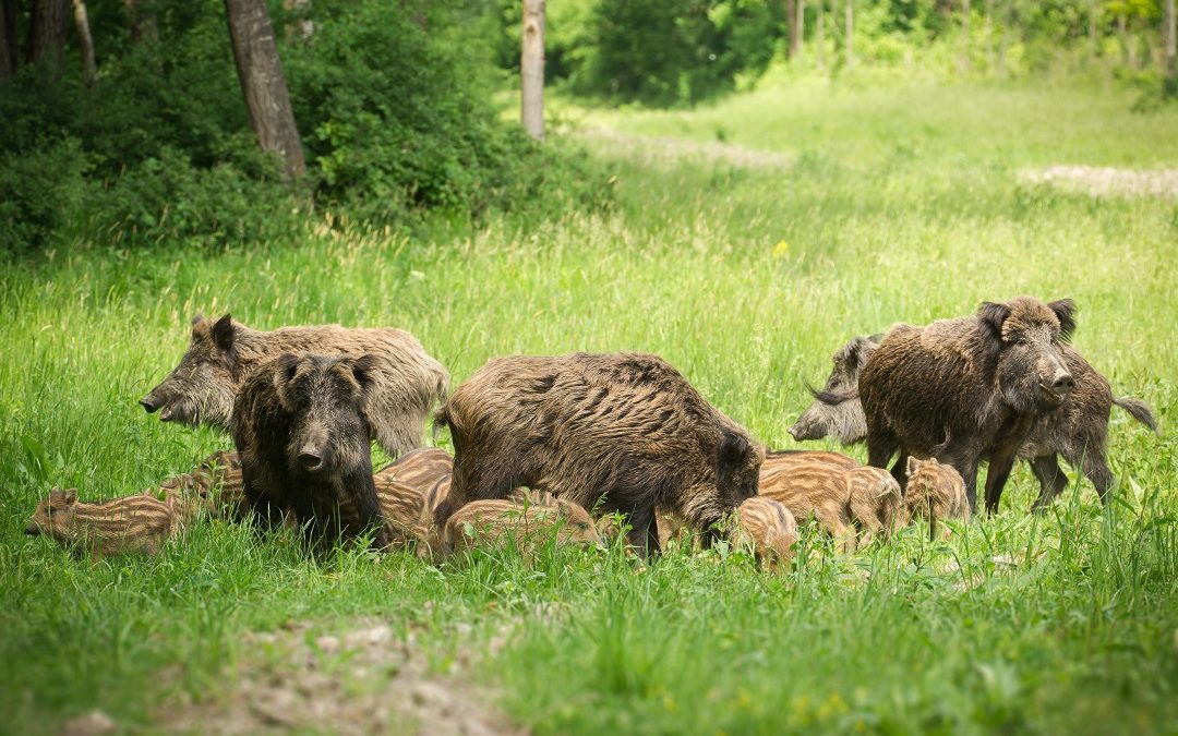Fontana firma ordinanza per prevenzione e controllo Peste Suina Africana – www.lombardianotizie.online