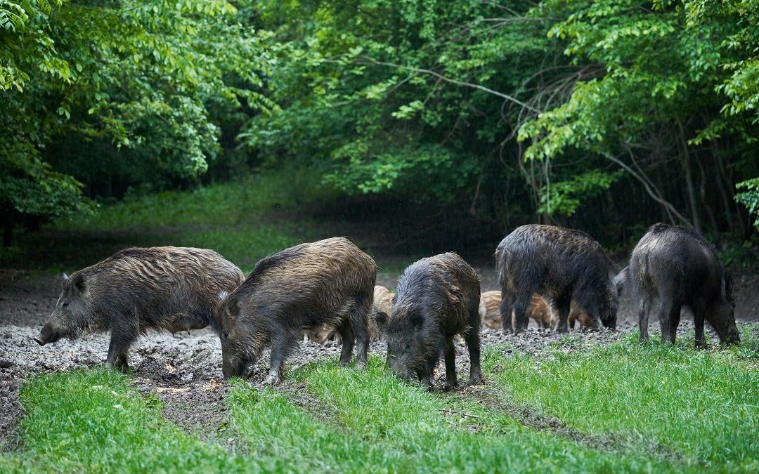 Peste Suina Africana, ordinanza difende un comparto da 1,2 miliardi – www.lombardianotizie.online