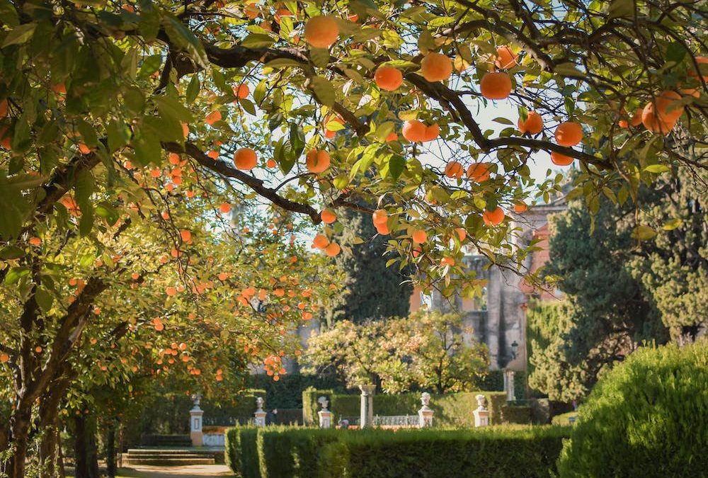 Protezione e valorizzazione dell’architettura e del paesaggio rurale, chiarimenti su avvio lavori – www.lazioeuropa.it