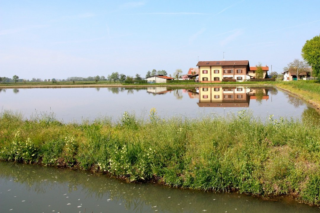 risaia-Lomellina.jpg