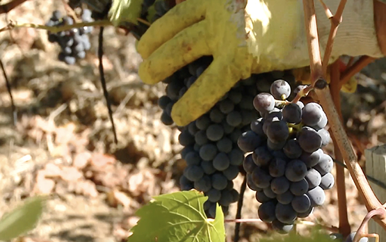 Campagna vitivinicola 2023-2024: strumenti di supporto alla filiera – www.politicheagricole.it