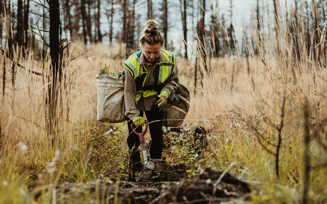 Nature restoration law: MEPs adopt position for negotiations with Council | News – www.europarl.europa.eu