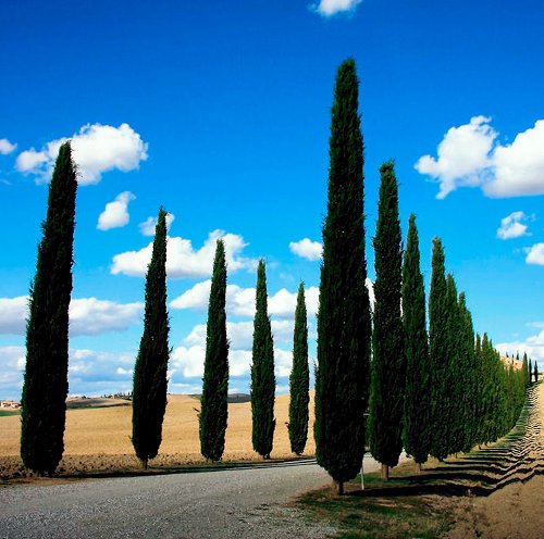 Mercoledì 12 luglio presentazione dell’Osservatorio turistico regionale 
						 – www.toscana-notizie.it