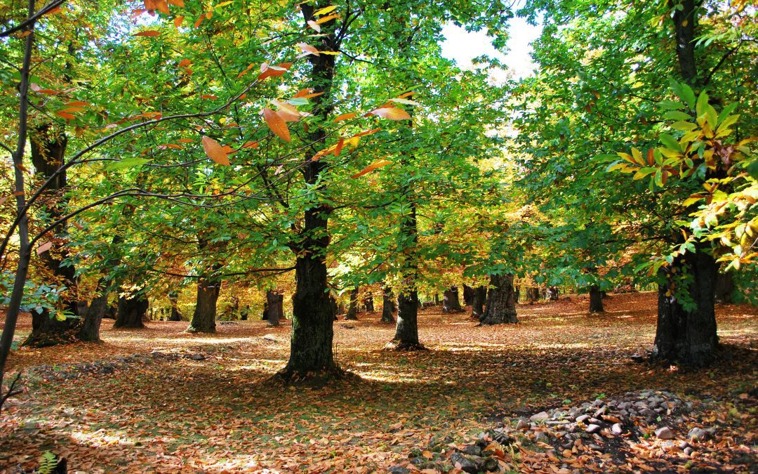 Castagneti, aumentano le risorse del bando. Finanziate altre 15 aziende 
						 – www.toscana-notizie.it