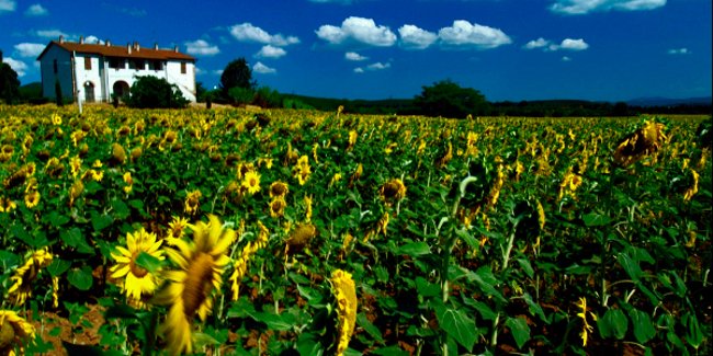 Bandi agricoltura, introdotti meccanismi di velocizzazione dello scorrimento graduatorie 
						 – www.toscana-notizie.it
