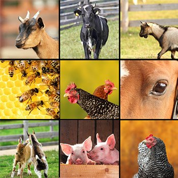 Sistema IR – nuovo regolamento per la consultazione della Banca Dati Nazionale (BDN) – www.salute.gov.it