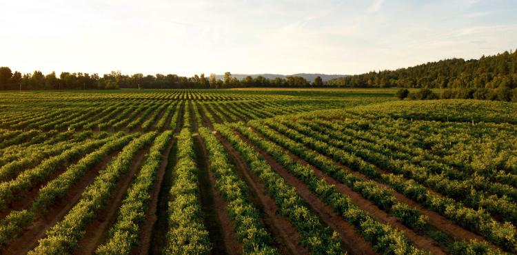 Fondo per l’innovazione in agricoltura: via libera della Conferenza Stato-Regioni, in arrivo 75 milioni di euro


      
        Browse
      
    
    

            
  
    

      

  


          
   – www.sardegnaimpresa.eu