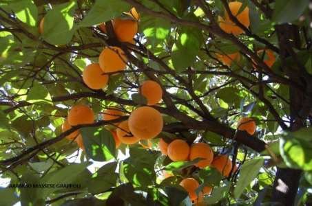 Coltivazione risorse genetiche vegetali locali a rischio estinzione, entro luglio il bando  
						 – www.toscana-notizie.it
