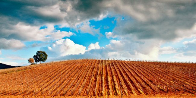 Agricoltura, superato in anticipo il target di spesa dei Fondi europei    
						 – www.toscana-notizie.it