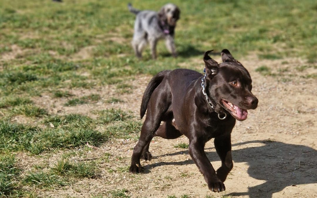 Rischio incendi, vietato tenere cani alla catena: ordinanza del presidente della Regione 
						 – www.toscana-notizie.it