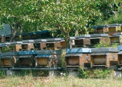 Sorveglianza sanitaria della fauna, al via piano: contrastare infezioni trasmissibili all’uomo
– www.toscana-notizie.it
