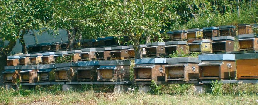 Sorveglianza sanitaria della fauna, al via piano: contrastare infezioni trasmissibili all’uomo 
						 – www.toscana-notizie.it