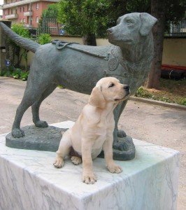 Sanità, amici a quattro zampe ‘fiutano’ crisi glicemiche. Ecco i cani toscani da assistenza 
						 – www.toscana-notizie.it