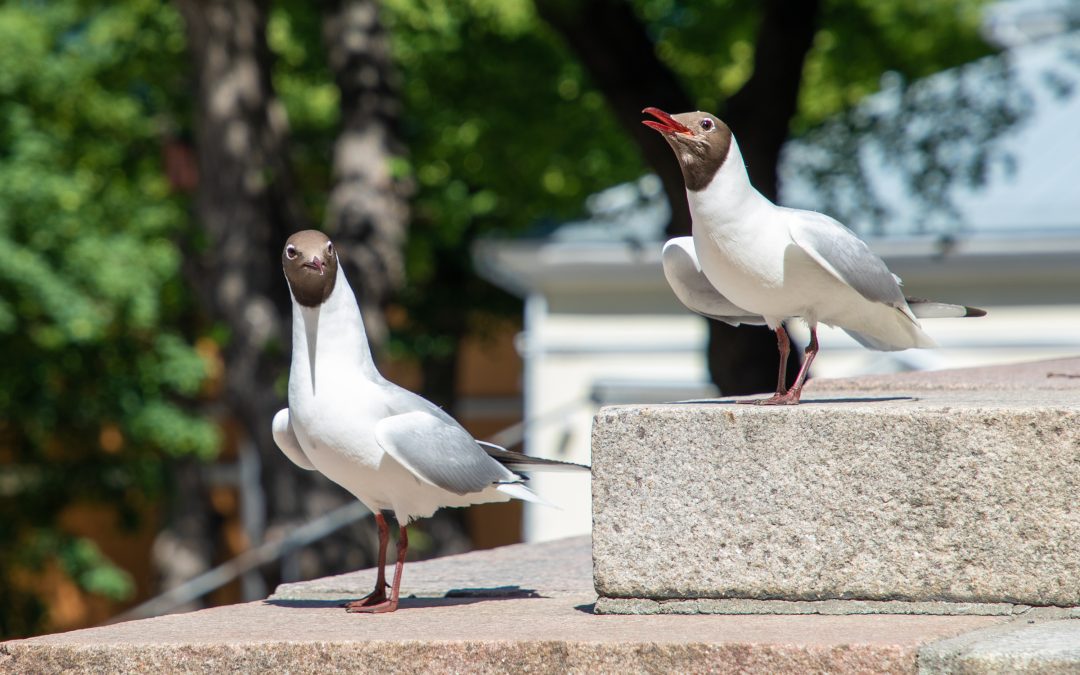 Avian Influenza: EFSA recommends increased surveillance – www.efsa.europa.eu
