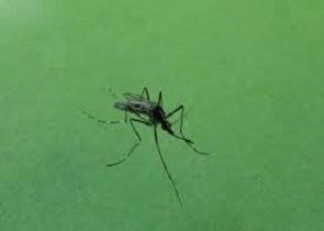 West Nile Disease: Coletto, “prosegue l’attività di sorveglianza in Umbria, nessun caso sul territorio” – www.regione.umbria.it