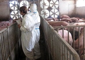sicurezza carni suine umbre: significativo riconoscimento per la regione umbria da parte dell’aphis, ente governativo statunitense di sorveglianza sanitaria – www.regione.umbria.it