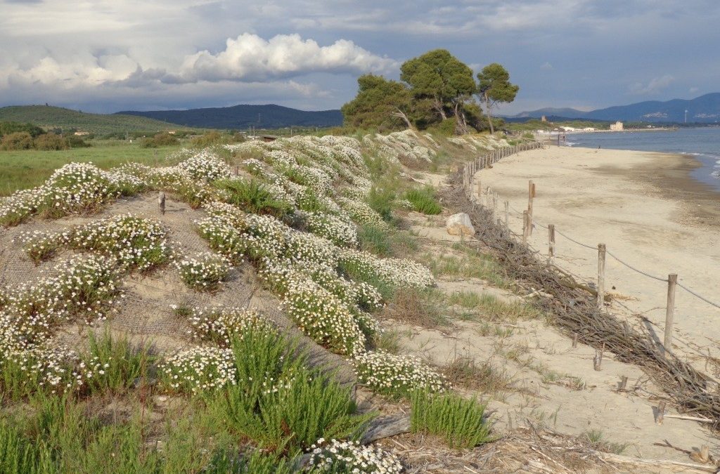 Parco della Sterpaia, con progetto Horizon rinasce sistema spiaggia-dune 
						 – www.toscana-notizie.it