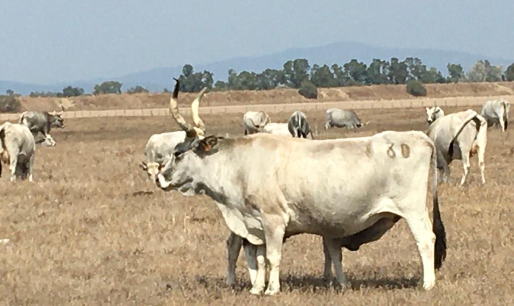 Regione Toscana sostiene gli allevatori  per l’acquisto di animali riproduttori  
						 – www.toscana-notizie.it