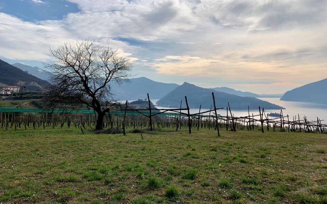 Regione finanzia nuovo frantoio per valorizzare olio – www.lombardianotizie.online