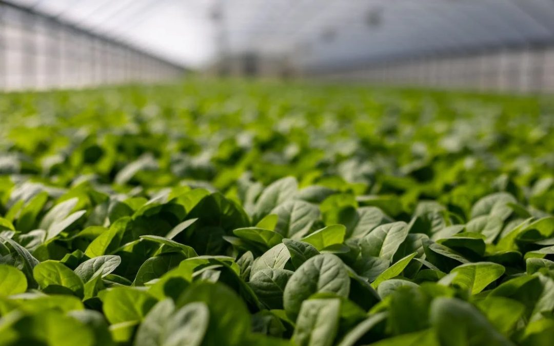 Prorogato il bando “Diversificazione delle attività agricole” – www.lazioeuropa.it