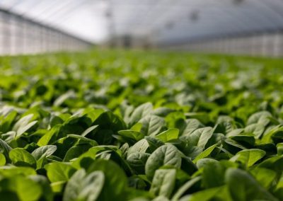 Prorogato il bando “Diversificazione delle attività agricole” – www.lazioeuropa.it