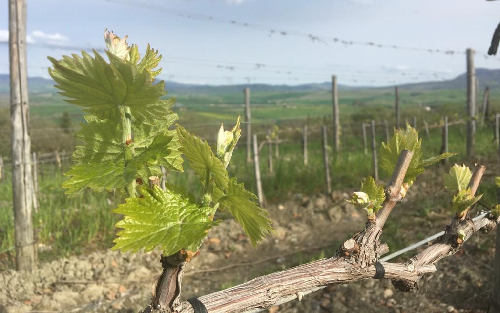 La Regione autorizza 859 viticoltori all’impianto di 620 ettari di nuovi vigneti 
						 – www.toscana-notizie.it