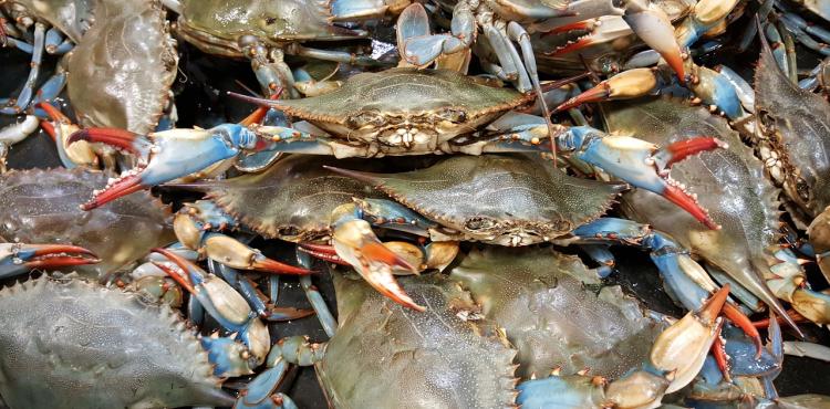 Quattro milioni di euro alle imprese per combattere granchio blu e peronospora


      
        Browse
      
    
    

            
  
    

      

  


          
   – www.sardegnaimpresa.eu