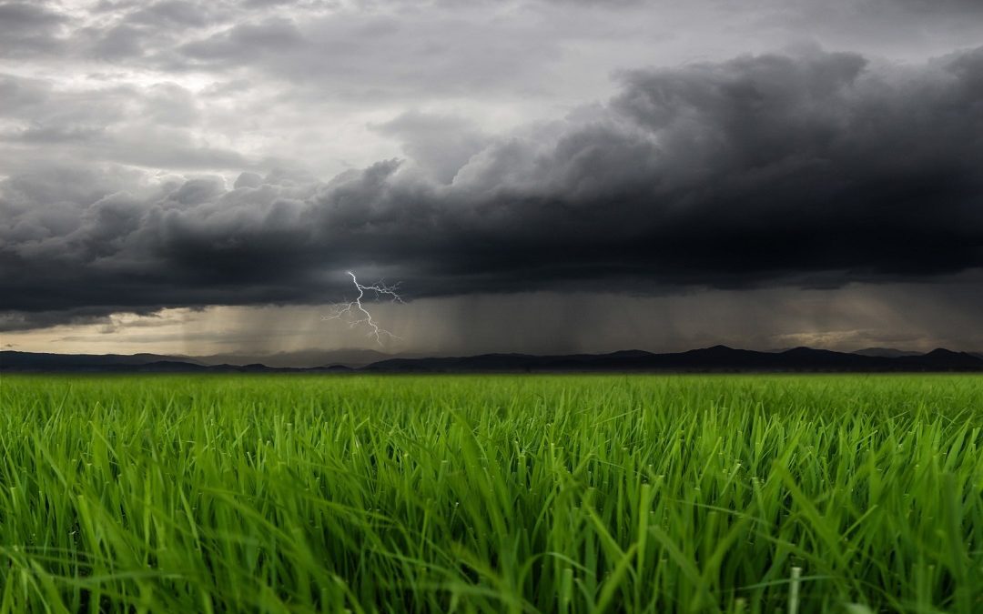 vicini a agricoltori, punto su danni – www.lombardianotizie.online