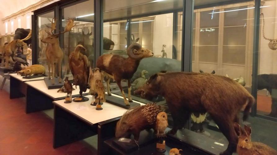 Riapertura a dicembre per il Museo di Scienze naturali
 – www.regione.piemonte.it