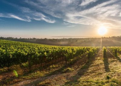 OCM vino 2023-2024: approvato il bando per la misura “Promozione sui mercati dei Paesi Terzi” – www.lazioeuropa.it