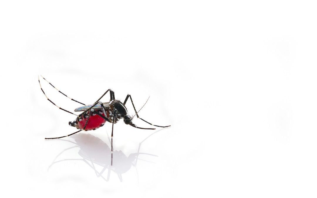 Virus Dengue, a Castiglione d’Adda (Lodi) individuati altri 2 casi – www.lombardianotizie.online