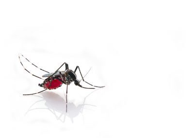 Virus Dengue, a Castiglione d’Adda (Lodi) individuati altri 2 casi – www.lombardianotizie.online