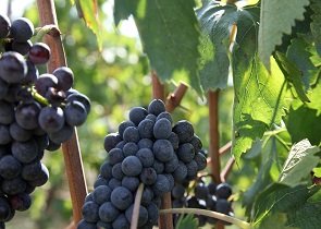 settore vitivinicolo, assessore morroni: adottate dalla giunta regionale due misure straordinarie a sostegno delle imprese umbre – www.regione.umbria.it