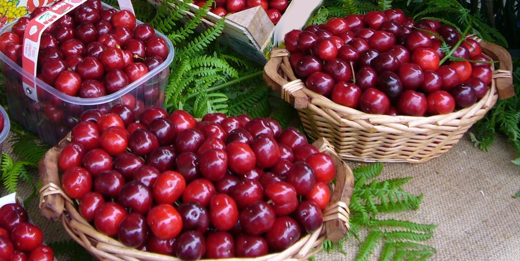 “Ciliegia di Lari”, ok dell’Unione europea al marchio IGP 
						 – www.toscana-notizie.it