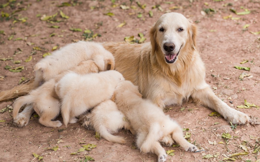 EFSA: Cani e gatti non devono essere tenuti continuativamente in box, gabbie e gabbiette – www.efsa.europa.eu