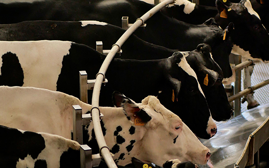 Lollobrigida, ricerca e innovazione sono la sfida per allevamento sostenibile – www.politicheagricole.it