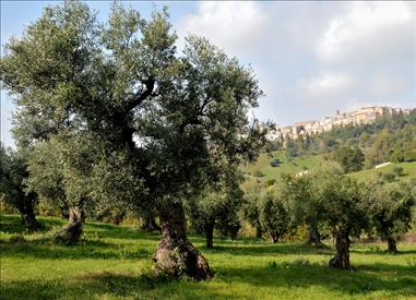 OLEOTURISMO, al via il ciclo di incontri territoriali per presentare un’innovativa opportunità per la diversificazione in Agrico… – www.regione.marche.it