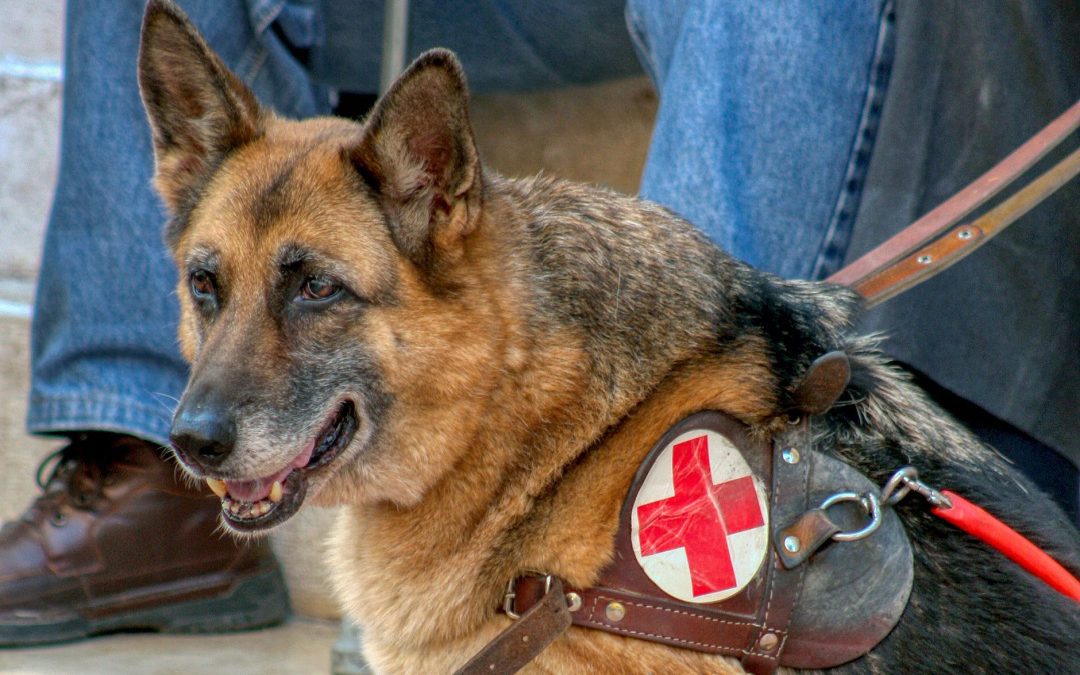 Lombardia,stanziato contributo per associazioni che addestrano cani guida – www.lombardianotizie.online