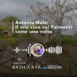 BASILICATA IN PODCAST, NOLÃ: IL VINO NEI PALMENTI COME UNA VOLTA
		 – www.regione.basilicata.it