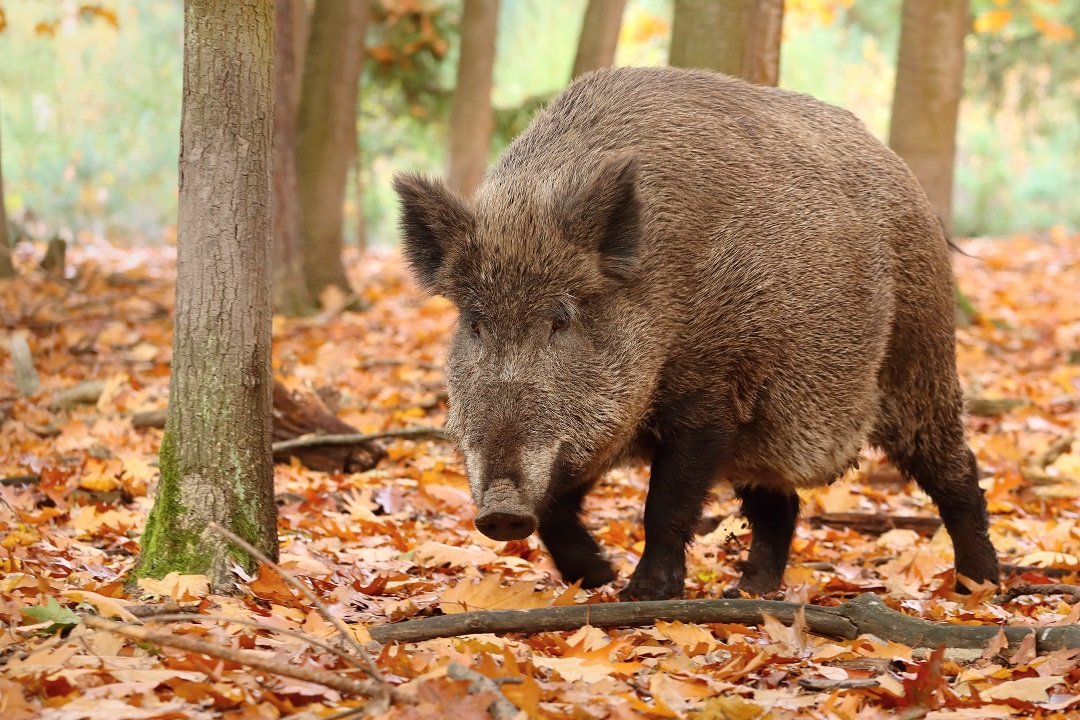cinghiale-autunnale.jpg
