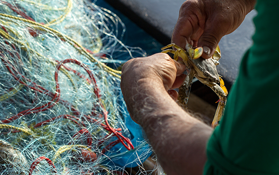 Granchio blu. Lollobrigida: interventi sostegno condivisi con settore pesca. Lunedì nuovo tavolo tecnico – www.politicheagricole.it