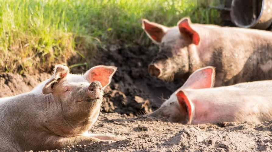 Peste suina africana: proseguono le azioni di contenimento
 – www.regione.piemonte.it