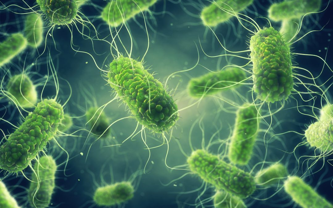 Focolaio epidemico multi-paese di Salmonella Enteritidis nella carne di pollo e nei prodotti a base di carne di pollo – www.efsa.europa.eu