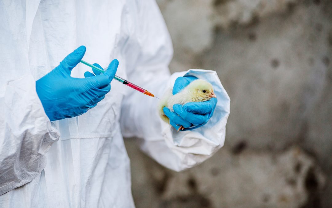 Vaccination of poultry against highly pathogenic avian influenza – Available vaccines and vaccination strategies – www.efsa.europa.eu