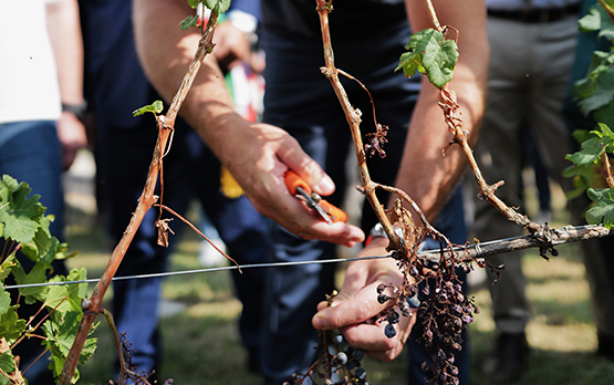 Vino. Lollobrigida: uso moderato fa bene, basta bufale – www.politicheagricole.it