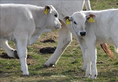 Bando a sostegno della Cooperazione e delle Organizzazioni dei Produttori del settore Carni Bovine – www.regione.marche.it