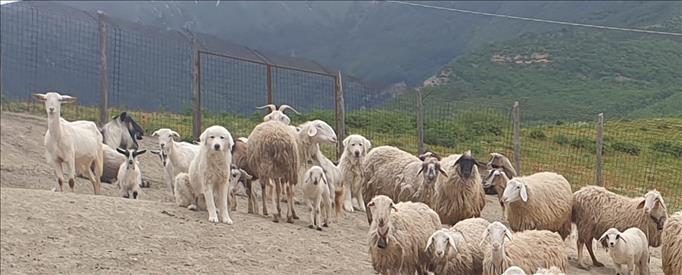 Bando per sostenere la Difesa delle Greggi dagli attacchi dei Lupi – www.regione.marche.it