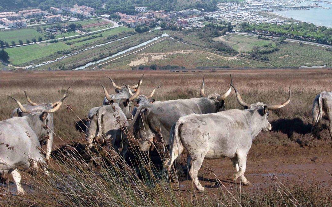 Benessere animale, un bando mette a disposizione 6 milioni per gli allevatori virtuosi 
						 – www.toscana-notizie.it