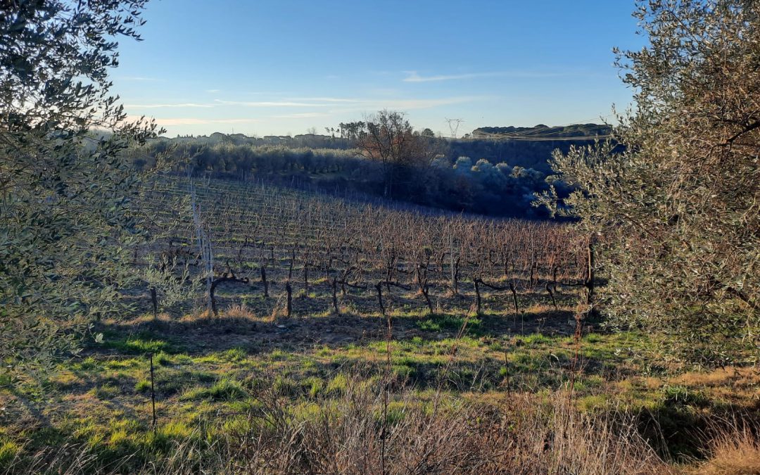 Seconda edizione Expo Consorzio Chianti Colli Fiorentini: lunedì 27 la presentazione 
						 – www.toscana-notizie.it