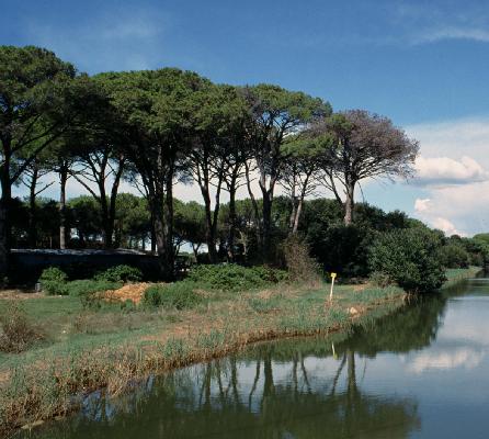 Pinete, un bando aperto ai Comuni per curarle e rinnovarle 
						 – www.toscana-notizie.it